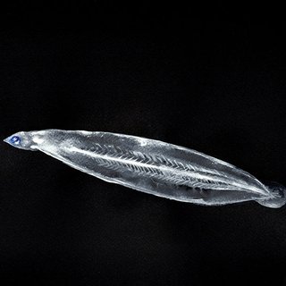 Alexis Rockman, Untitled (Eel Larvae)