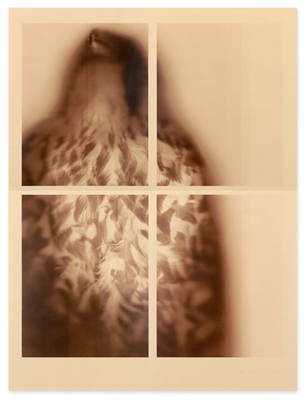 exhibition - Peregrine Falcon (sepia)