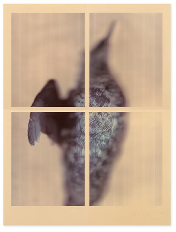 exhibition - Pigeon Guillemot