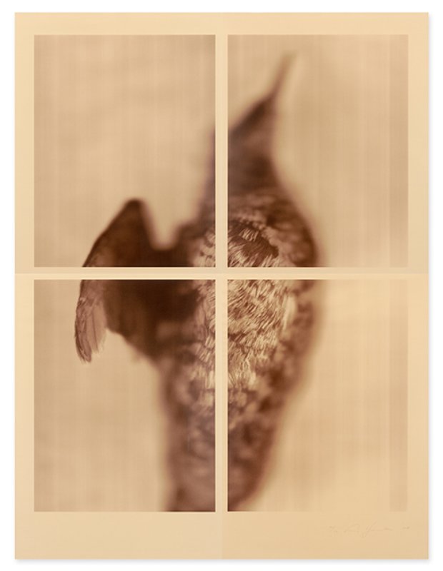 exhibition - Pigeon Guillemot (Sepia)