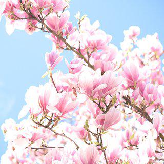 Magnolia radiance, UK art for sale