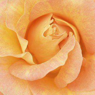 Iridescent rose, UK art for sale