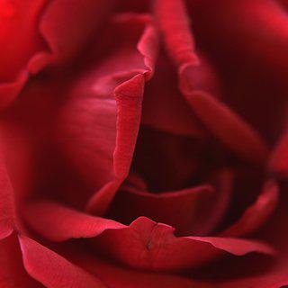 Crimson rose, IT art for sale