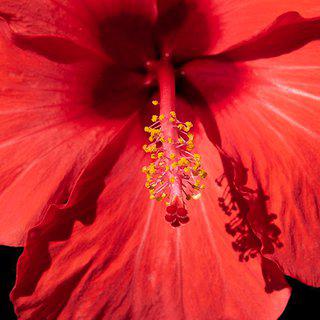 Red hibiscus, IT art for sale