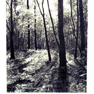 April Gornik, The Woods