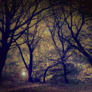 Barry Cawston, Lantern in the forest