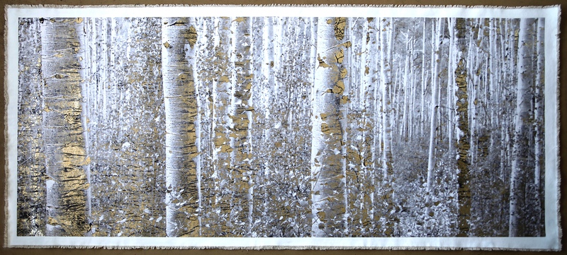 Aspen Forest, Maroon Bells