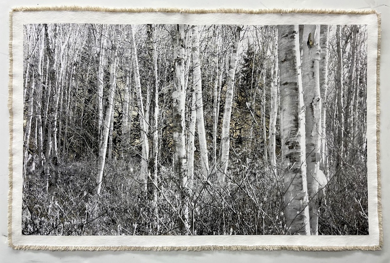 Birch Forest