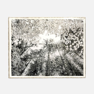 Bill Claps, Forest Canopy, Pacific Spirit Park II