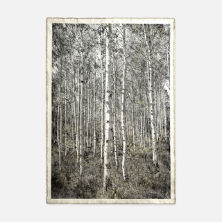 Bill Claps, Aspens at Redfish Lake