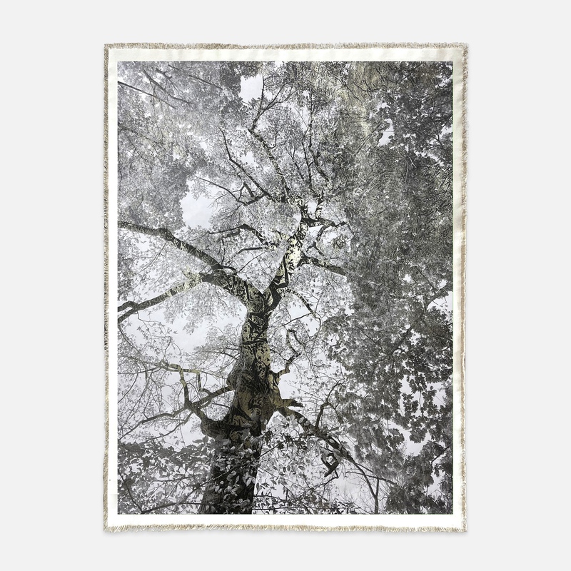 Prospect Park Maple I