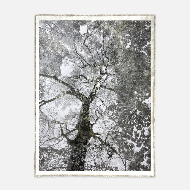 Bill Claps - Prospect Park Maple I, Mixed Media