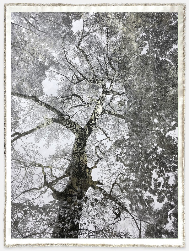 view:89472 - Bill Claps, Prospect Park Maple I - 