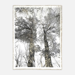 Bill Claps, Van Cortlandt Oaks I