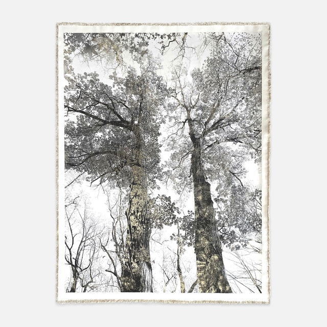 Bill Claps - Van Cortlandt Oaks I, Mixed Media