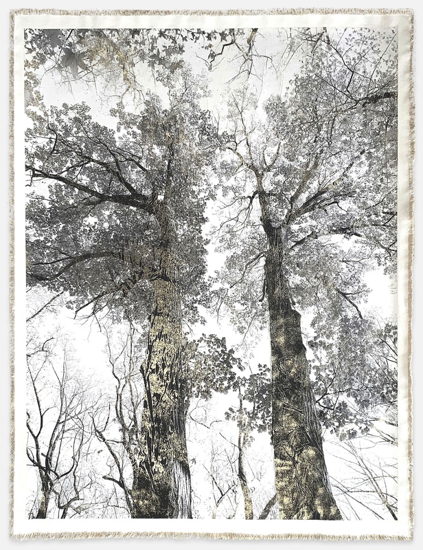 view:89477 - Bill Claps, Van Cortlandt Oaks I - 