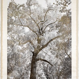 Majestic Oak art for sale
