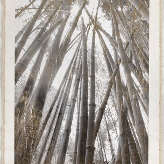 Bamboo Forest Canopy art for sale