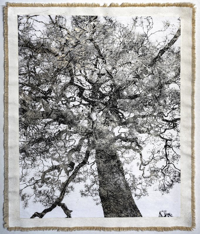 Nanzenji Temple Tree