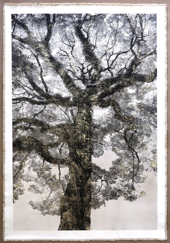 Shofukuji Temple Tree