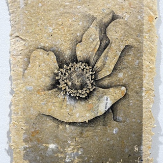 Brittany Noriega, Anemone I