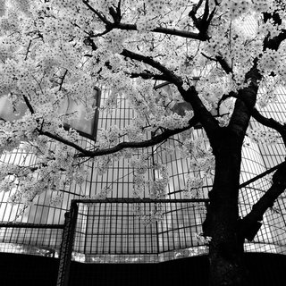 Tokyo Blur 10 art for sale