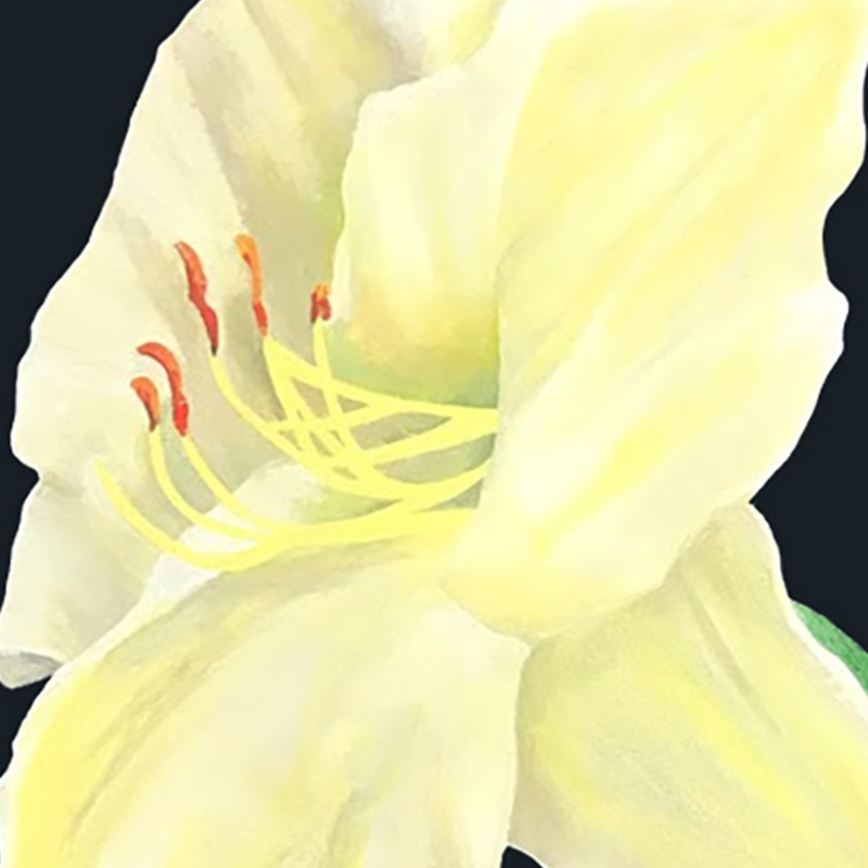 view:69177 - Charles Pachter, Day Lily, Grange Park - 