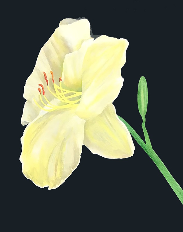 view:69185 - Charles Pachter, Day Lily, Grange Park - 