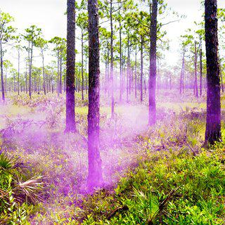 Super Natural Purple Haze One art for sale