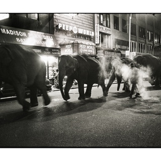 Dafydd Jones, Elephants walking through midtown Manhattan to the Circus, 1993