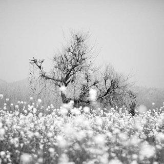 Dani Tranchesi, Árvore de Algodão | Cotton Tree