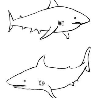 David Shrigley, Untitled (Be Nice To The Sharks)