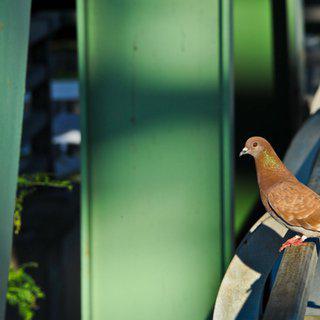 Dennis Church, Pigeon on Bridge, New York USA