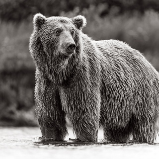 Drew Doggett, Bear Country