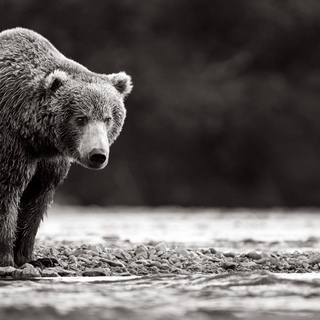 Drew Doggett, In Wait