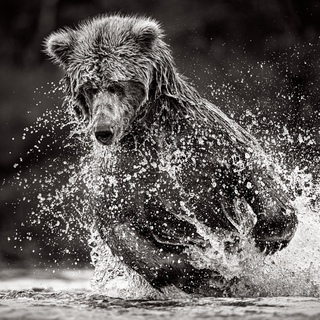 Drew Doggett, The Dive
