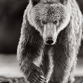 Drew Doggett, Ursa Major