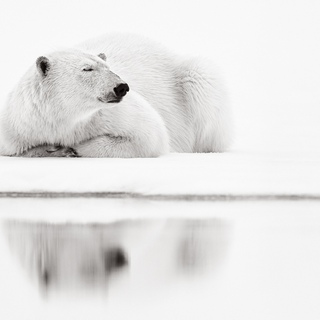 Drew Doggett, Arctic Daydream