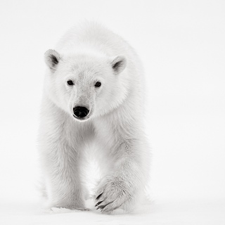 Drew Doggett, Arktos