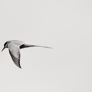 Drew Doggett, Equilibrium