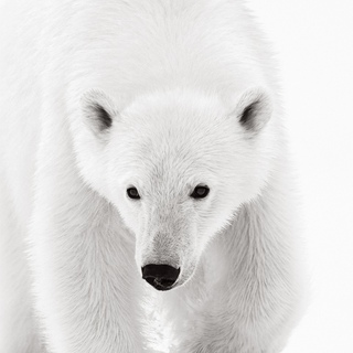 Drew Doggett, Opal
