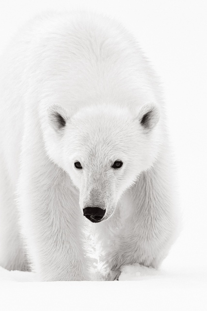 Drew Doggett - Opal, Photograph