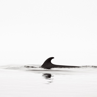 Drew Doggett, Surface