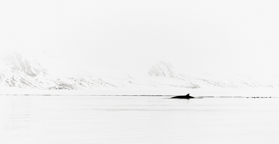 Drew Doggett - Winter Reverie, Photograph