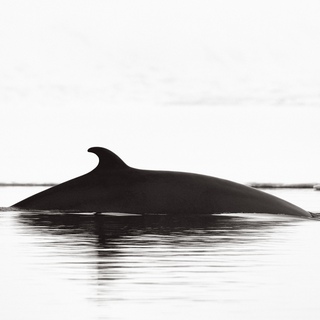 Drew Doggett, Reverence