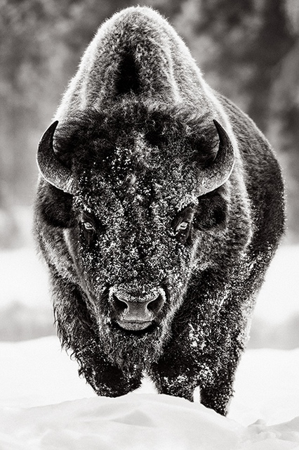 Drew Doggett - Before Time, Photograph