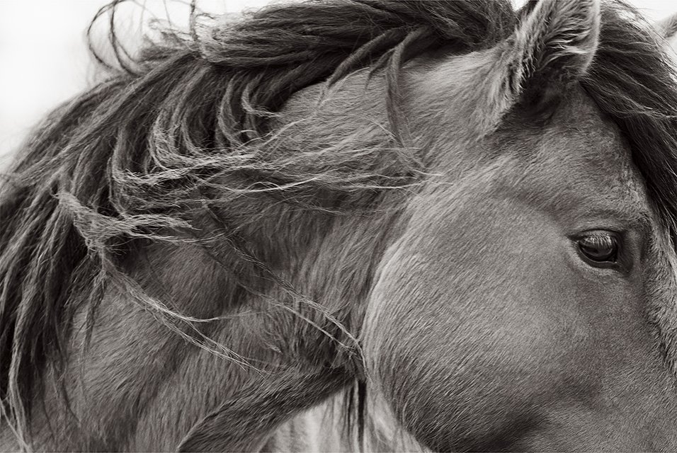 Drew Doggett - Revival, Photograph