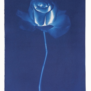 Elisabeth Scheder-Bieschin, Rose, Blue