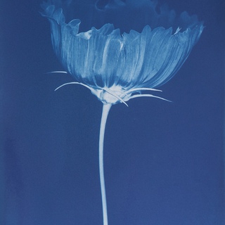 Elisabeth Scheder-Bieschin, Cosmos, Blue