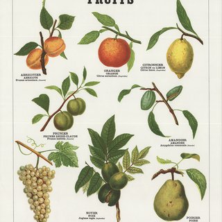 Emile Deyrolle, Fruits II